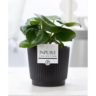 Peperomia Raindrop In P&PURE Liv Keramiek Mat Zwart - Ø12cm - ↕25cm
