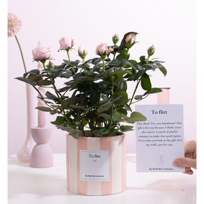 Rosa Lichtroze Cadeau "Om te Flirten" MET WENSKAART! - Ø12cm - ↕30cm