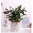 Rosa Lichtroze Cadeau "Om te Flirten" MET WENSKAART! - Ø12cm - ↕30cm