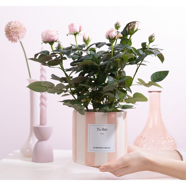 Rosa Lichtroze Cadeau "Om te Flirten" MET WENSKAART! - Ø12cm - ↕30cm