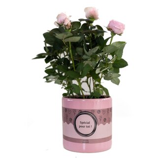 Rosa Light Pink In P&PURE "SPECIAL POUR TOI" Verpakking - Ø12cm - ↕30cm
