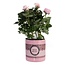 Rosa Light Pink In P&PURE "SPECIAL POUR TOI" Verpakking - Ø12cm - ↕30cm