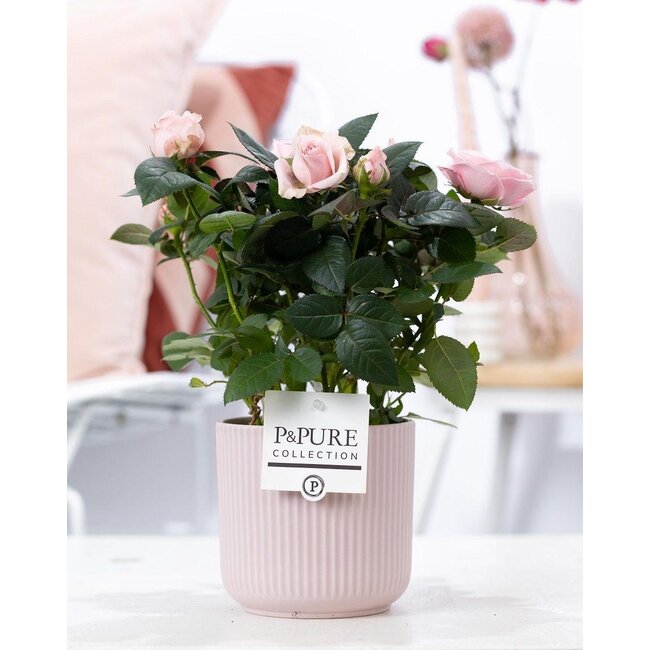 Rosa Lichtroze In P&PURE Sophie Keramiek Roze - Ø12cm - ↕30cm