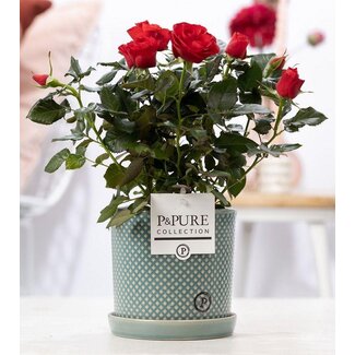 Rosa Rood In P&PURE Lauren Keramiek - Ø12cm - ↕30cm