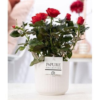 Rosa Rood In P&PURE Sophie Keramiek Wit - Ø12cm - ↕30cm