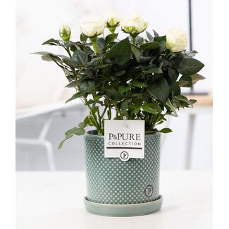 Rosa White In P&PURE Lauren Keramiek - Ø12cm - ↕30cm
