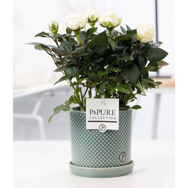Rosa White In P&PURE Lauren Keramiek - Ø12cm - ↕30cm