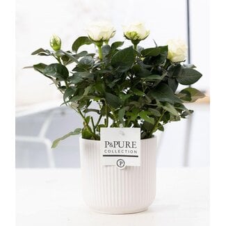 Rosa Wit In P&PURE Sophie Keramiek Wit - Ø12cm - ↕30cm