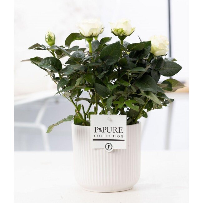 Rosa Wit In P&PURE Sophie Keramiek Wit - Ø12cm - ↕30cm