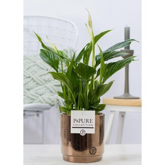 Spathiphyllum In P&PURE Juliette Keramiek Goudbrons - Ø12cm - ↕35cm