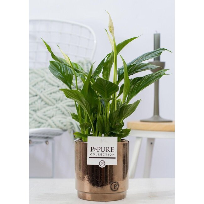 Spathiphyllum In P&PURE Juliette Keramiek Goudbrons - Ø12cm - ↕35cm