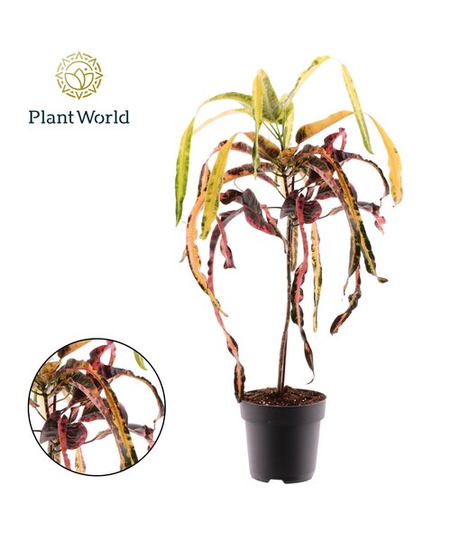 Croton Dreadlock - Ø19cm - ↕70cm