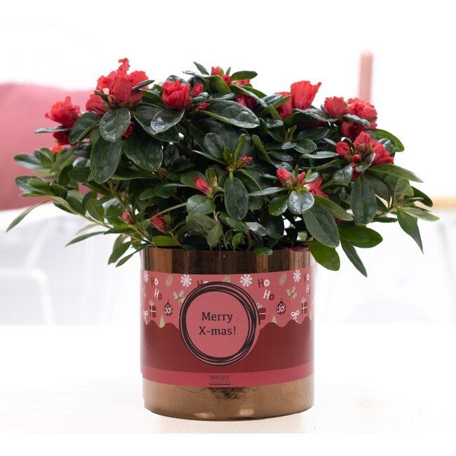 1e klas Azalea Rood in P&PURE Keramiek Goudbrons + XMAS Mouw - Ø12cm - ↕25cm