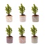 Mini-kerstboom set 6 - Inclusief pannenset Madrid - Draadverlichting met 20 led-lampjes