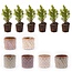 Mini-kerstboom set 6 - Inclusief pannenset Madrid - Draadverlichting met 20 led-lampjes