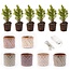 Mini-kerstboom set 6 - Inclusief pottenset Madrid + 20 led lampjes