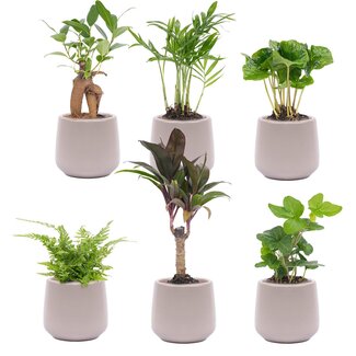 Mini plantenset 6 - Inclusief 6x pot Joey grijs mat