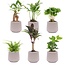 Mini plantenset 6 - Inclusief 6x pot Joey grijs mat