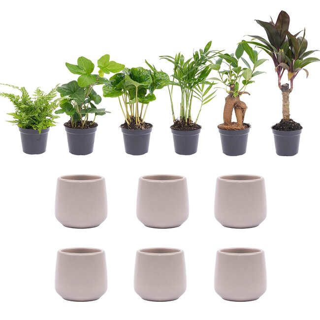 Mini plantenset 6 - Inclusief 6x pot Joey grijs mat
