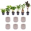 Mini plantenset 6 - Inclusief 6x pot Joey grijs mat