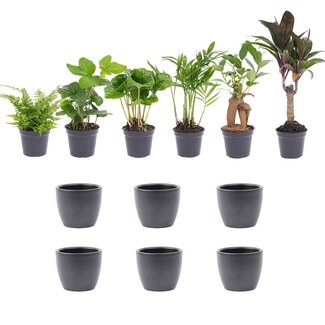 Mini plantenset 6 - Inclusief 6x pot Boule Antraciet