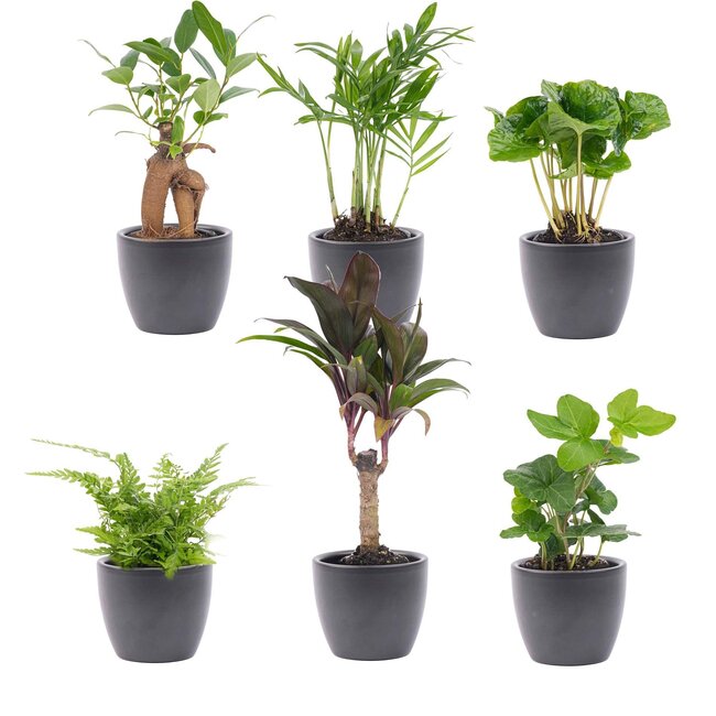 Mini plantenset 6 - Inclusief 6x pot Boule Antraciet