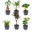 Mini plantenset 6 - Inclusief 6x pot Boule Antraciet