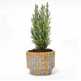 Kerstboom 'Ellwoodii' + Pot Echo - 25 - 30 cm hoog