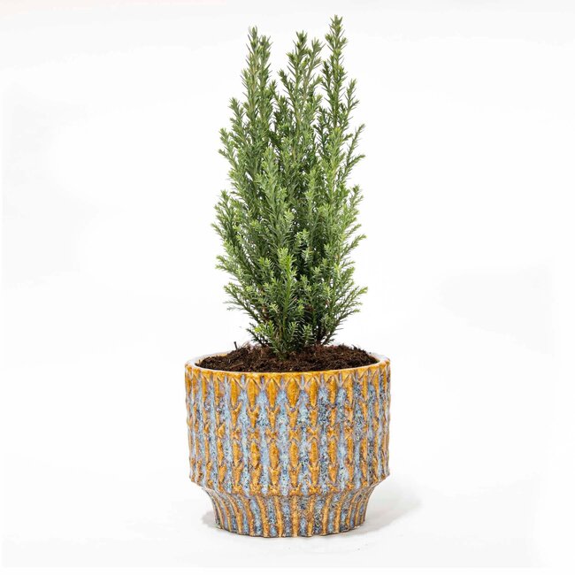 Kerstboom 'Ellwoodii' + Pot Echo - 25 - 30 cm hoog