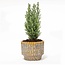 Kerstboom 'Ellwoodii' + Pot Echo - 25 - 30 cm hoog