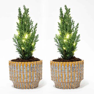 Set van 2 - Kerstboom 'Ellwoodii' + Pot Echo + 20 ledlampen - 25 - 30 cm hoog