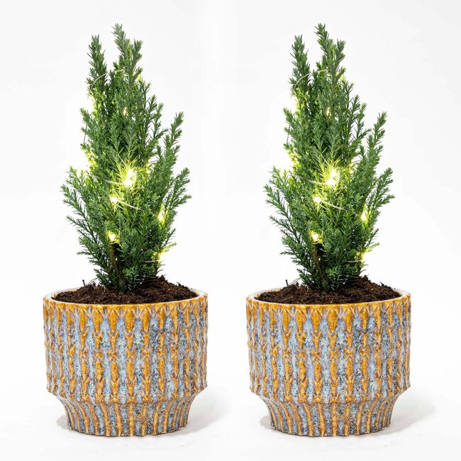Set van 2 - Kerstboom 'Ellwoodii' + Pot Echo + 20 ledlampen - 25 - 30 cm hoog