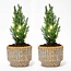 Set van 2 - Kerstboom 'Ellwoodii' + Pot Echo + 20 ledlampen - 25 - 30 cm hoog