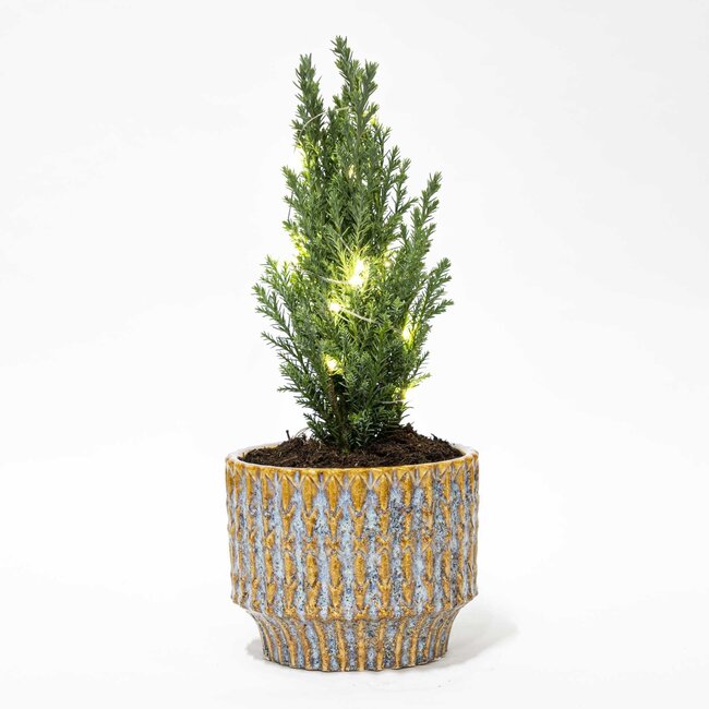 Set van 2 - Kerstboom 'Ellwoodii' + Pot Echo + 20 ledlampen - 25 - 30 cm hoog
