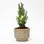 Set van 2 - Kerstboom 'Ellwoodii' + Pot Echo + 20 ledlampen - 25 - 30 cm hoog