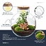 DIY Planten terrarium met licht - Bolder Bob Bonsai - Ø 31 cm ↑ 30 cm