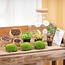 DIY Planten terrarium met licht - Bolder Bob Bonsai - Ø 31 cm ↑ 30 cm