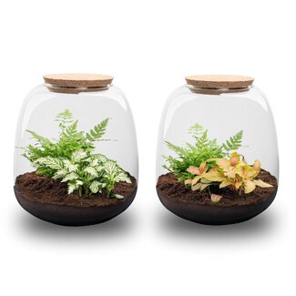 Planten terrarium - Emma Mini - bouwpakket - ↑ 20 cm - Ø 19 cm - Fittonia Witte Tijger