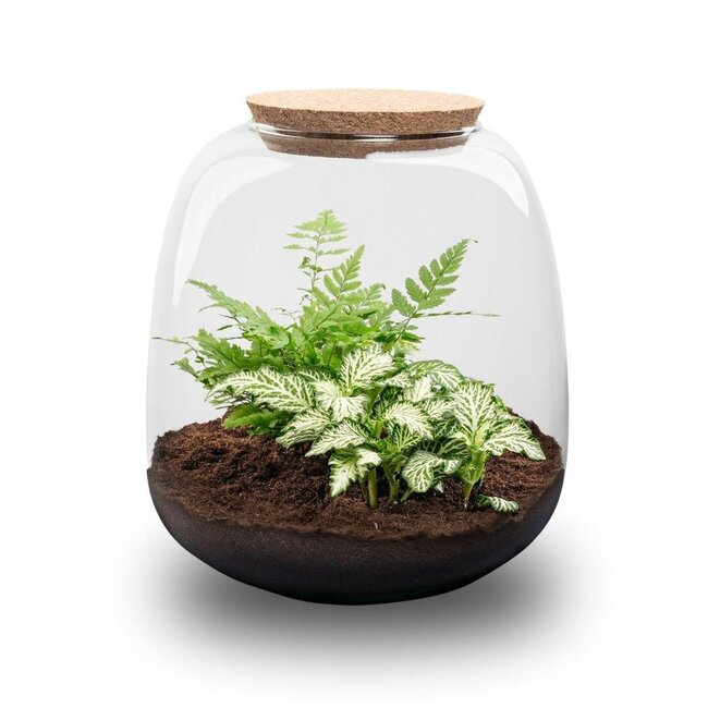 Planten terrarium - Emma Mini - bouwpakket - ↑ 20 cm - Ø 19 cm - Fittonia Witte Tijger