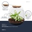 Planten terrarium - Emma Mini - bouwpakket - ↑ 20 cm - Ø 19 cm - Fittonia Witte Tijger