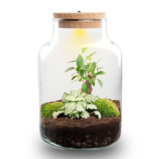 DIY Planten terrarium met licht - Kleine Melkachtige Bonsai - Ø 17 cm ↑ 25 cm