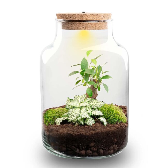 DIY Planten terrarium met licht - Kleine Melkachtige Bonsai - Ø 17 cm ↑ 25 cm
