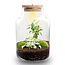 DIY Planten terrarium met licht - Kleine Melkachtige Bonsai - Ø 17 cm ↑ 25 cm
