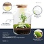 DIY Planten terrarium met licht - Kleine Melkachtige Bonsai - Ø 17 cm ↑ 25 cm