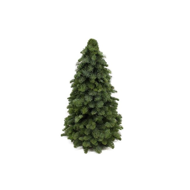 Nobilis Kerstboom - ↕60cm