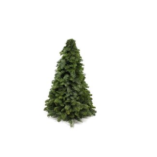 Nobilis Kerstboom - ↕50cm