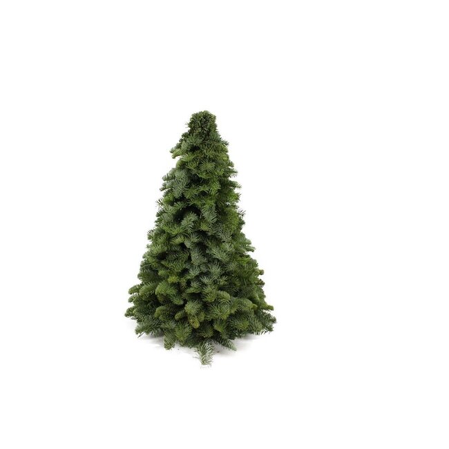 Nobilis Kerstboom - ↕50cm