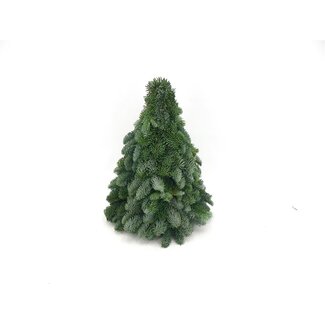 Nobilis Kerstboom - ↕40cm