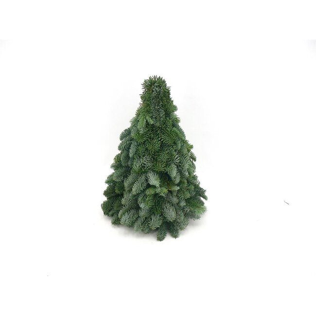Nobilis Kerstboom - ↕40cm