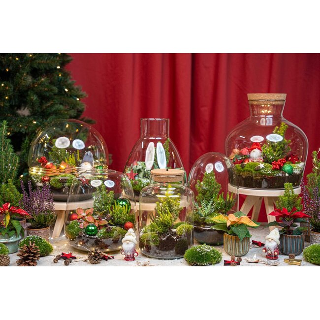 Holly Christmas terrarium - Bottle garden DIY kit - Ø 29 cm ↑ 30
